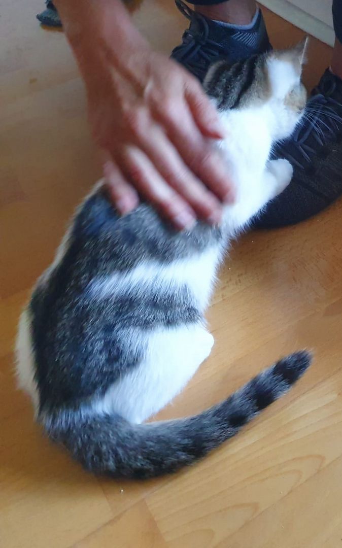 Drei süße Kätzchen suchen ein liebevolles Zuhause! (aus dem Tierschutz / gechipt, geimpft,kastriert)