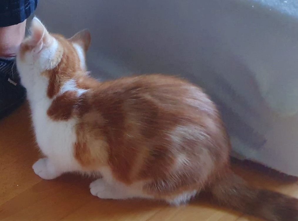 Drei süße Kätzchen suchen ein liebevolles Zuhause! (aus dem Tierschutz / gechipt, geimpft,kastriert)