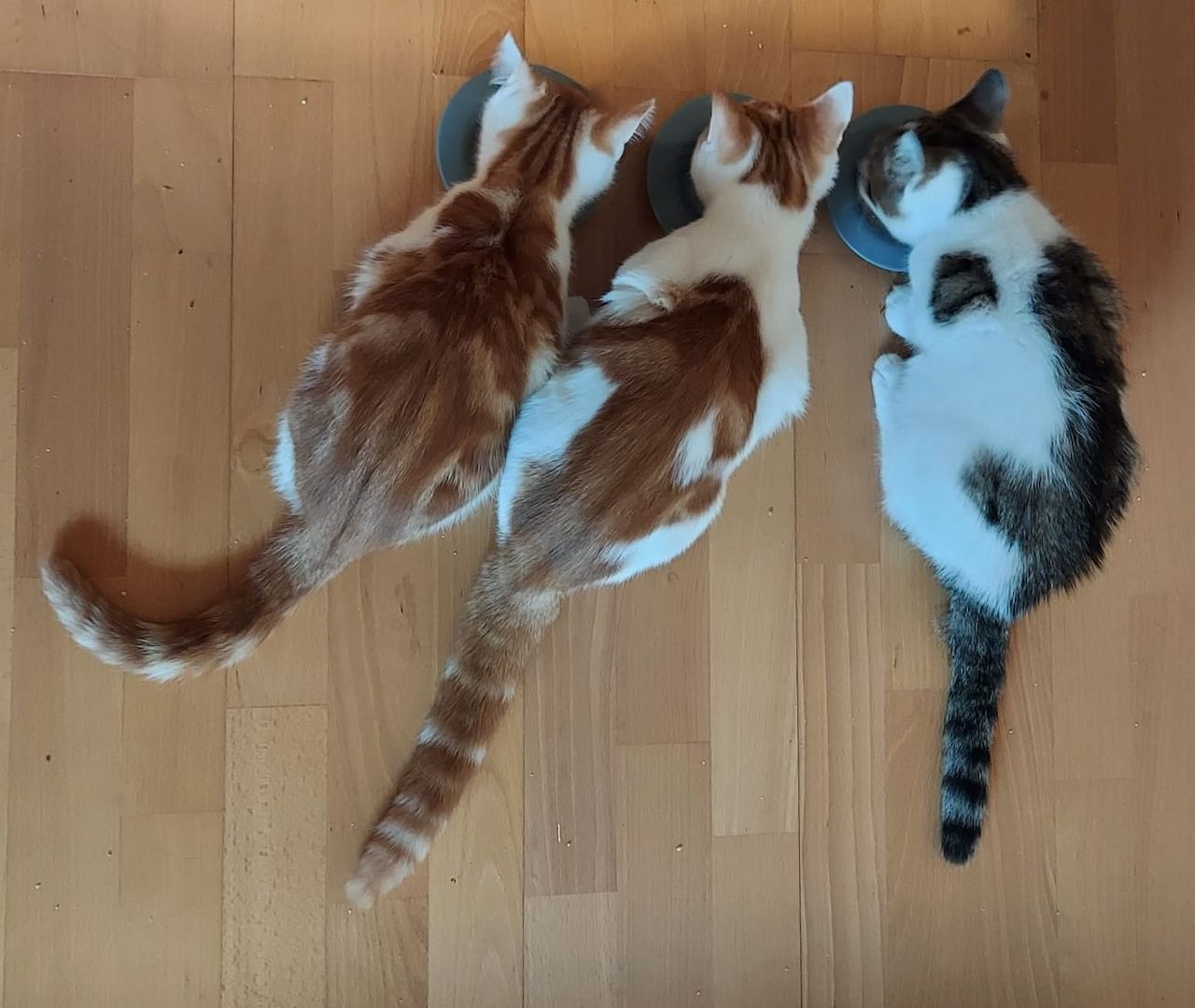 Drei süße Kätzchen suchen ein liebevolles Zuhause! (aus dem Tierschutz / gechipt, geimpft,kastriert)