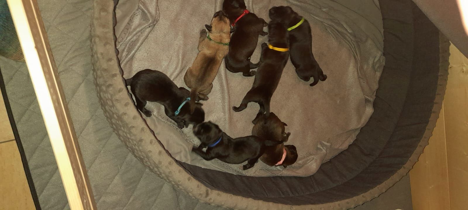 Labrador-Schäferhund Mix Welpen Labrador-Schäferhund Mix Welpen