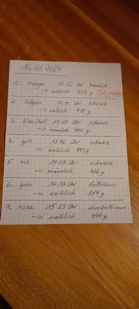 Labrador-Schäferhund Mix Welpen Labrador-Schäferhund Mix Welpen