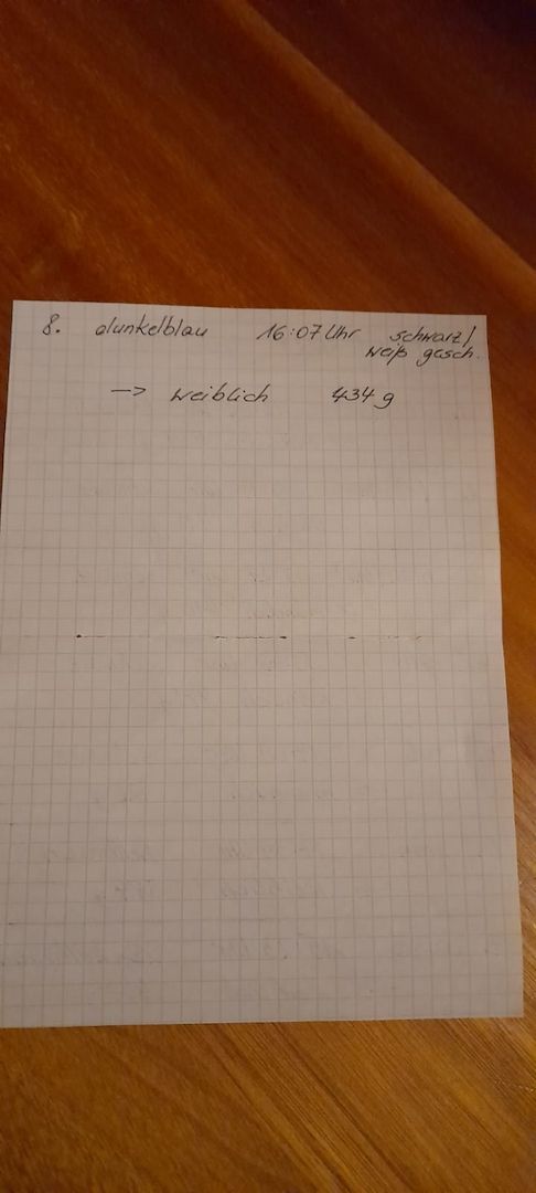 Labrador-Schäferhund Mix Welpen Labrador-Schäferhund Mix Welpen