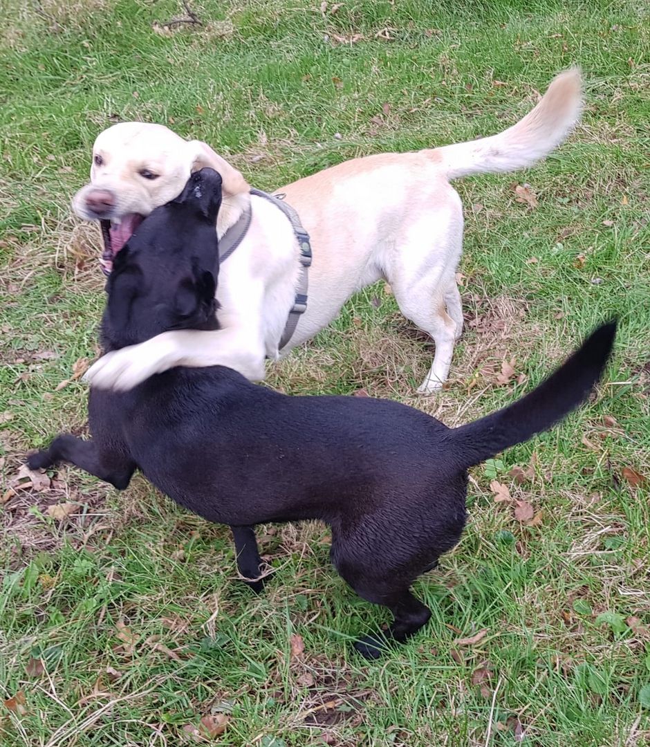Labrador-Schäferhund Mix Welpen Labrador-Schäferhund Mix Welpen