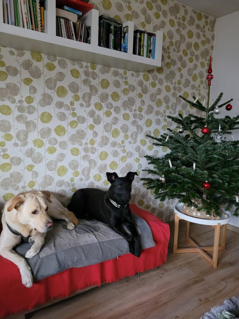 Labrador-Schäferhund Mix Welpen Labrador-Schäferhund Mix Welpen