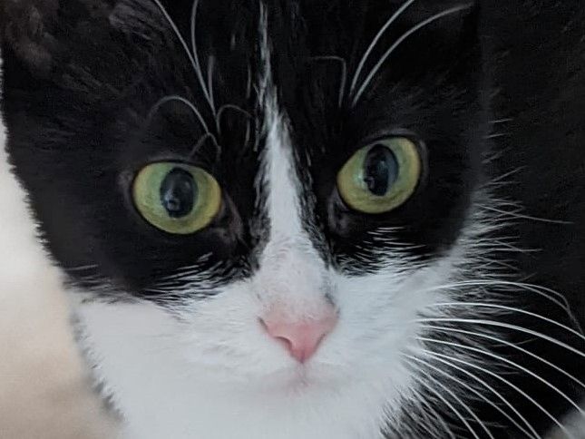 Lady – tolle Kätzin sucht tolles Zuhause (aus dem Tierschutz / gechipt, geimpft, kastriert)