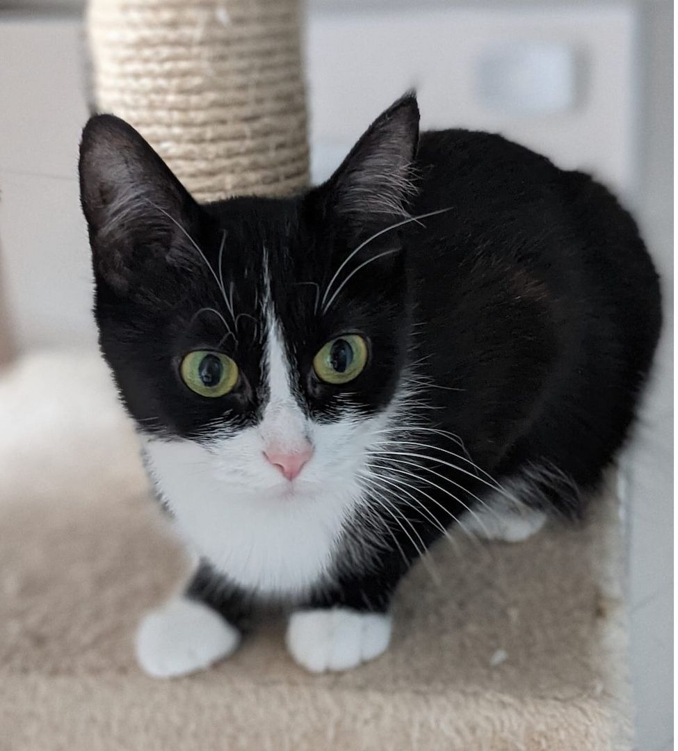 Lady – tolle Kätzin sucht tolles Zuhause (aus dem Tierschutz / gechipt, geimpft, kastriert)