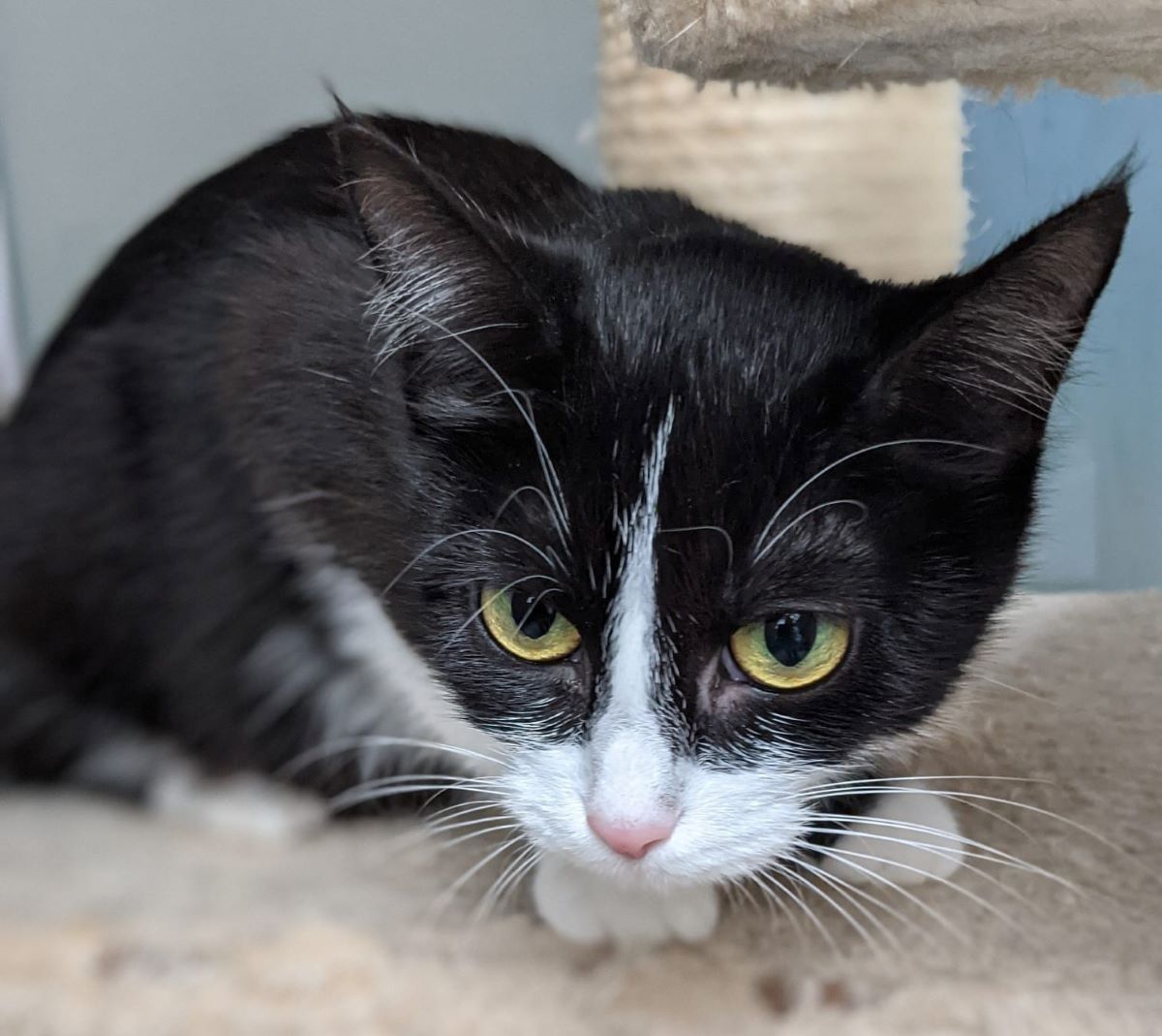 Lady – tolle Kätzin sucht tolles Zuhause (aus dem Tierschutz / gechipt, geimpft, kastriert)