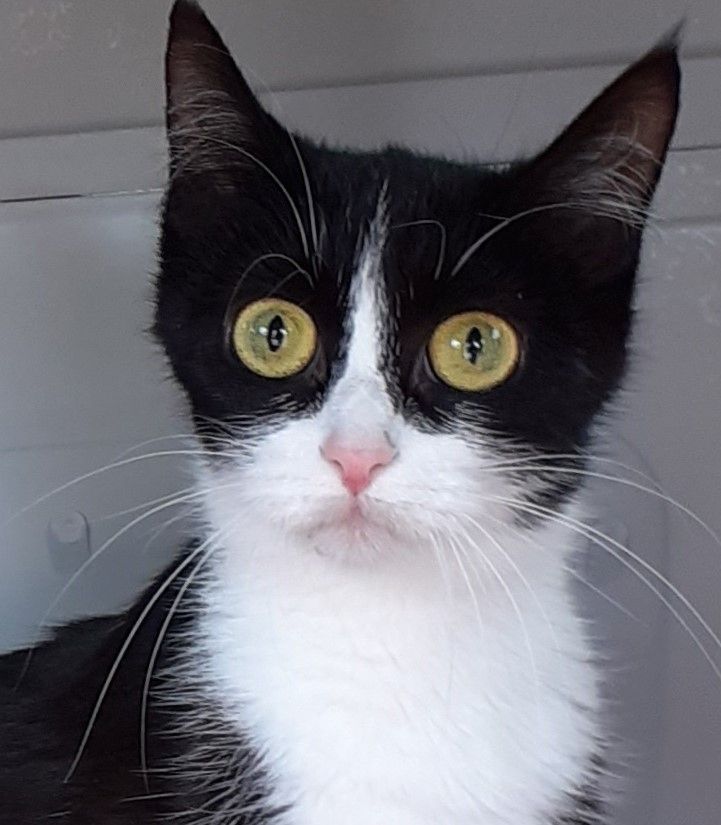 Lady – tolle Kätzin sucht tolles Zuhause (aus dem Tierschutz / gechipt, geimpft, kastriert)