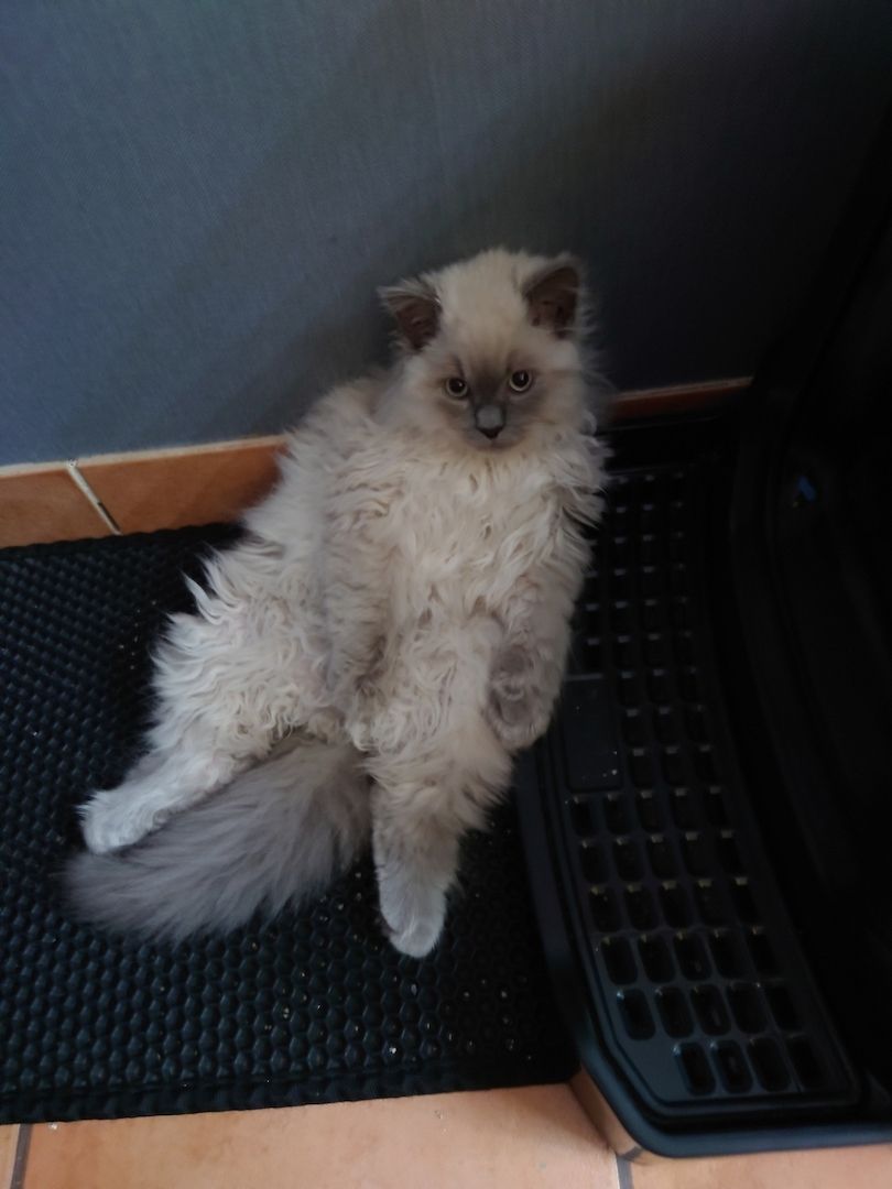 Britisch Langhaar Kater Britisch Langhaar Kater