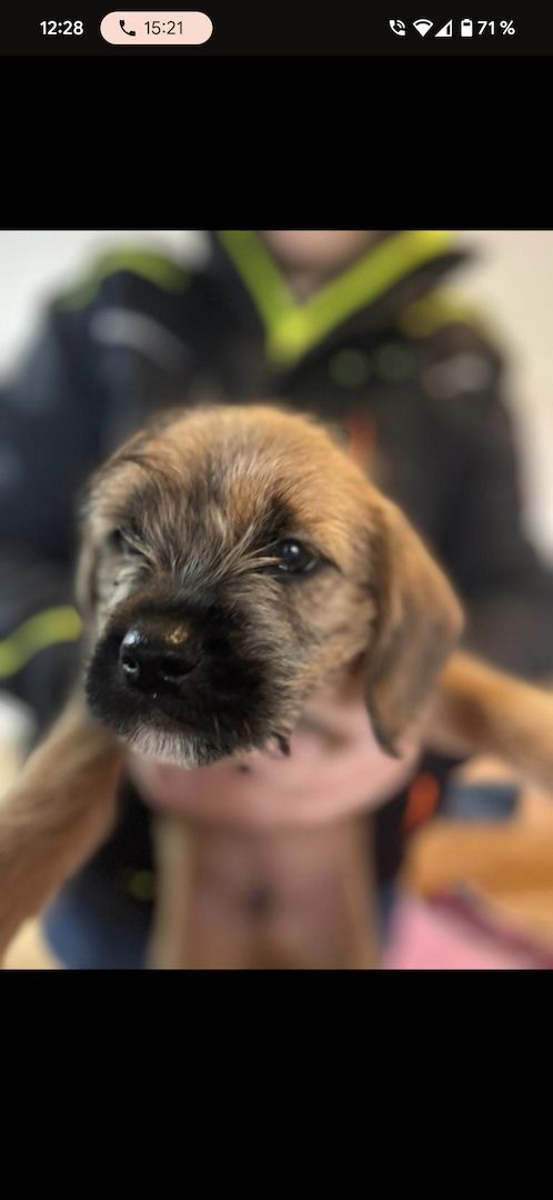 7 Mischlingswelpen 7 Mischlingswelpen