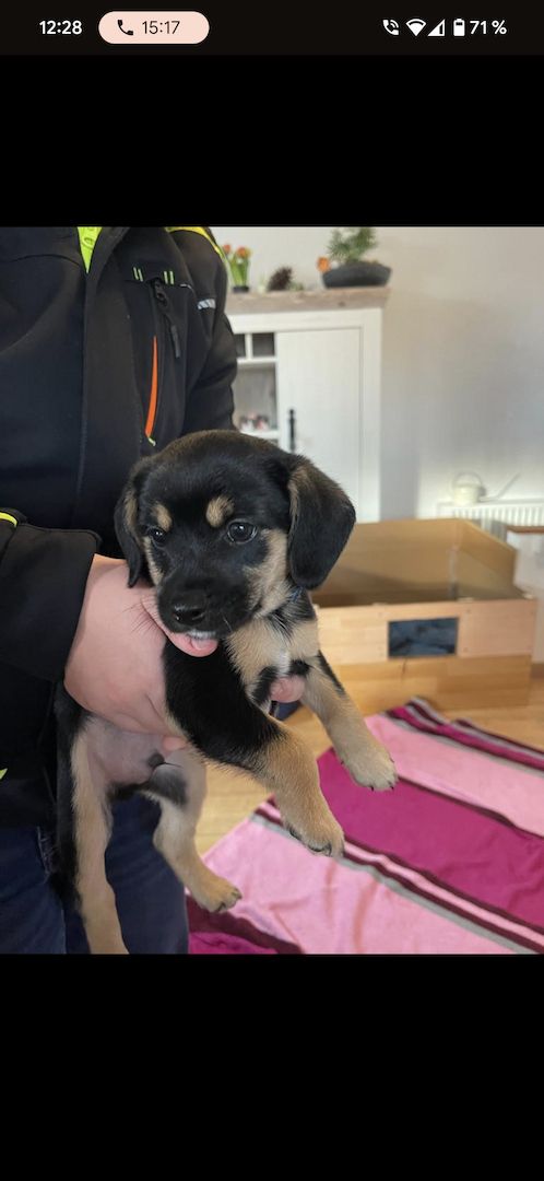 7 Mischlingswelpen 7 Mischlingswelpen