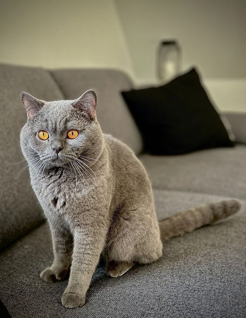 Britisch Kurzhaar Katzen