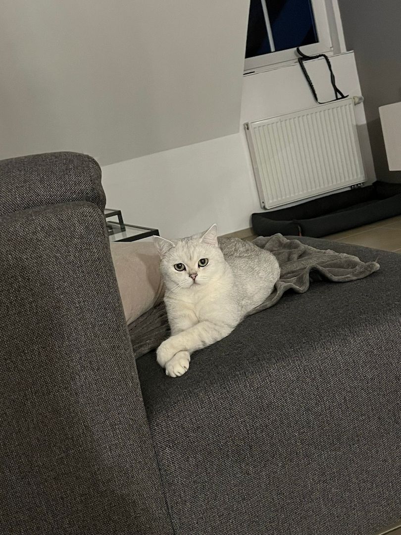 Britisch Kurzhaar Katzen