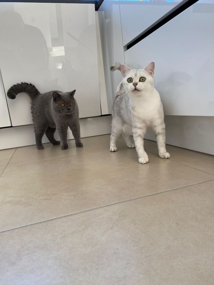 Britisch Kurzhaar Katzen