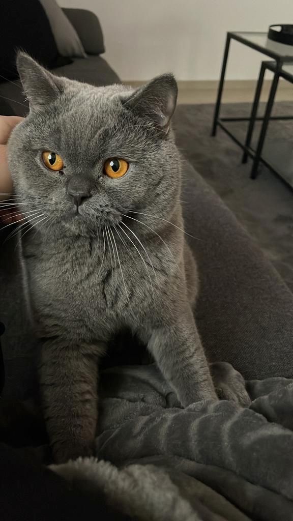 Britisch Kurzhaar Katzen