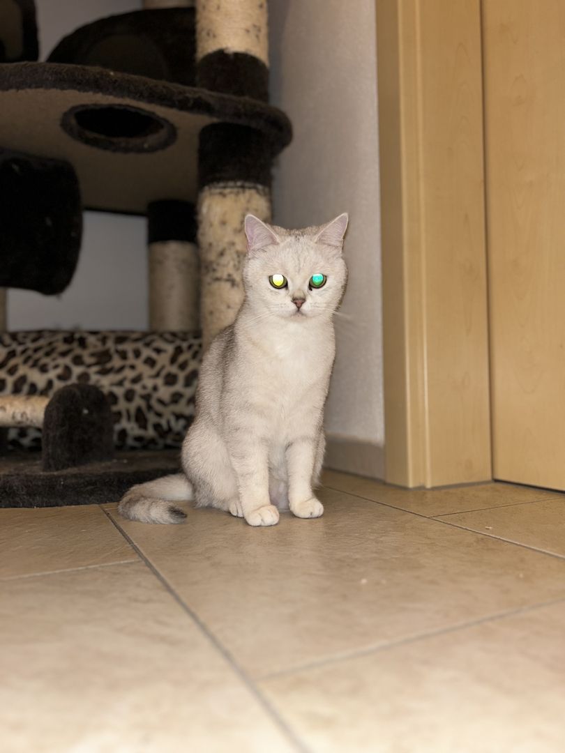 Britisch Kurzhaar Katzen