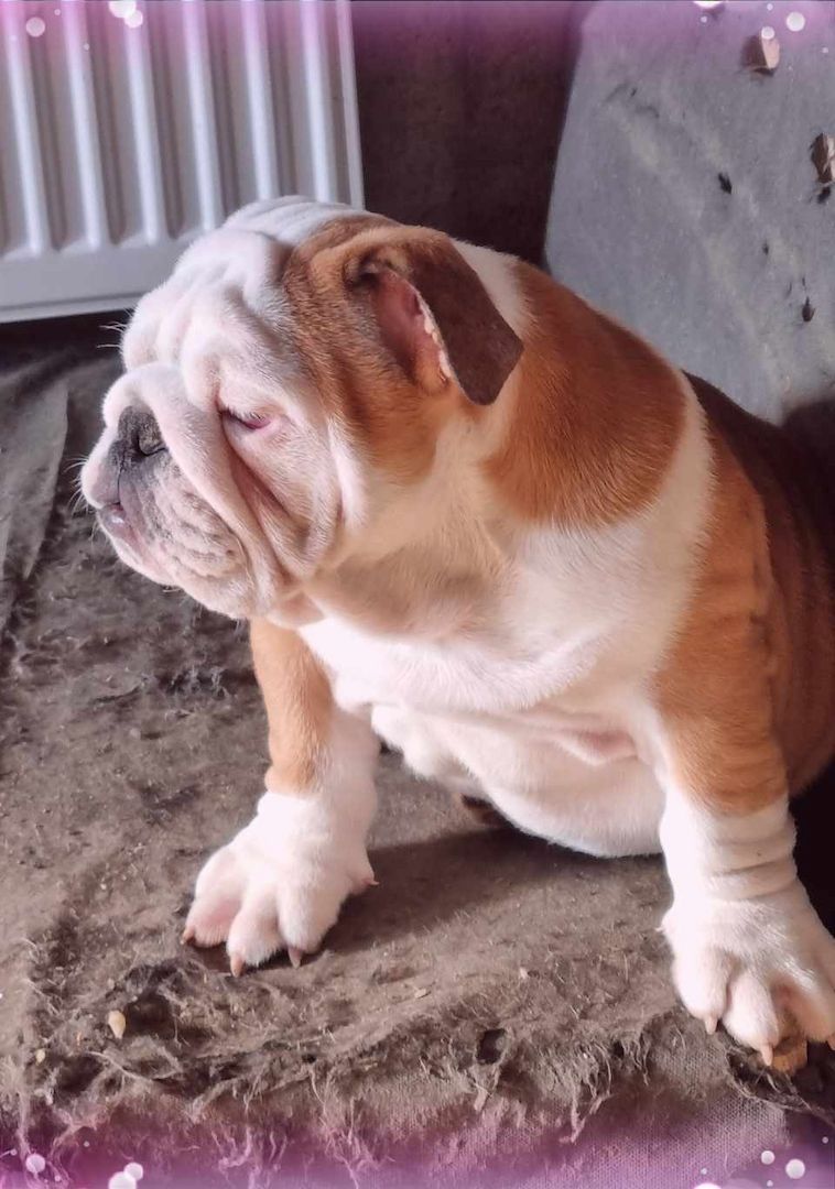Englische Bulldogge