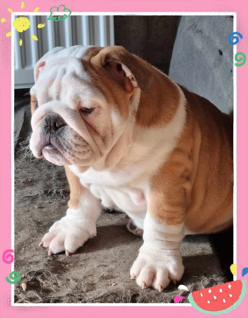 Englische Bulldogge