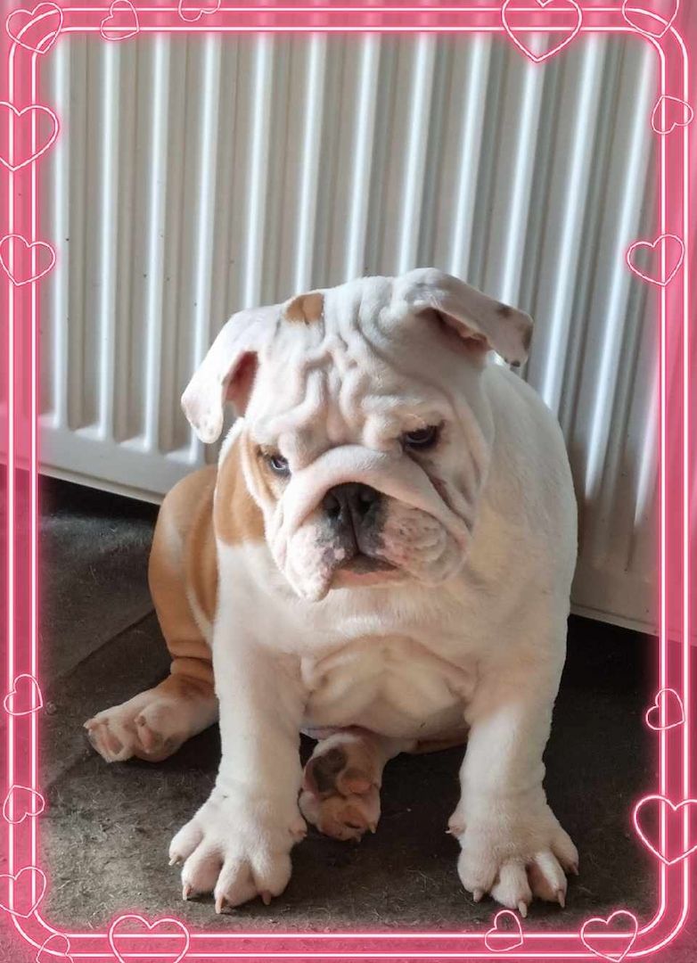 Englische Bulldogge
