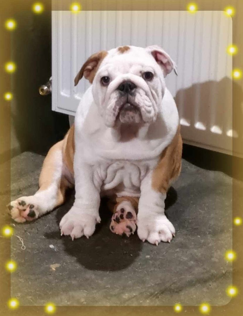 Englische Bulldogge