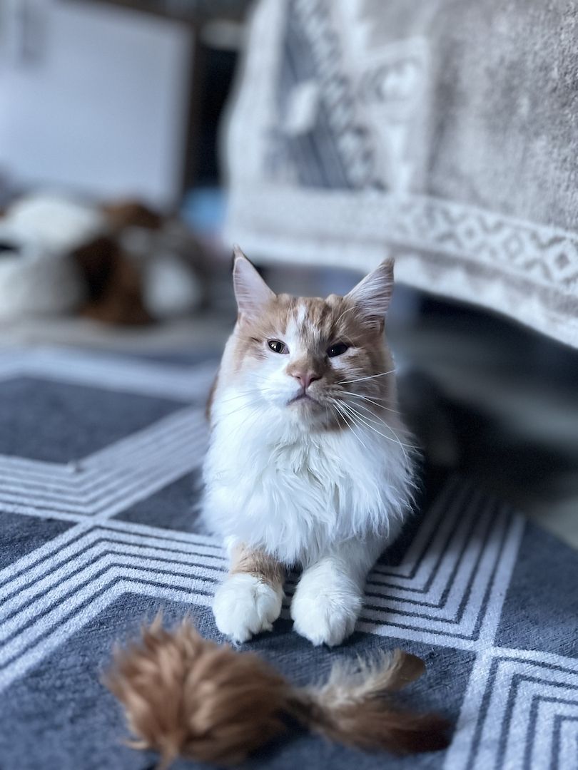 Katze u. Kater  Maine Coon