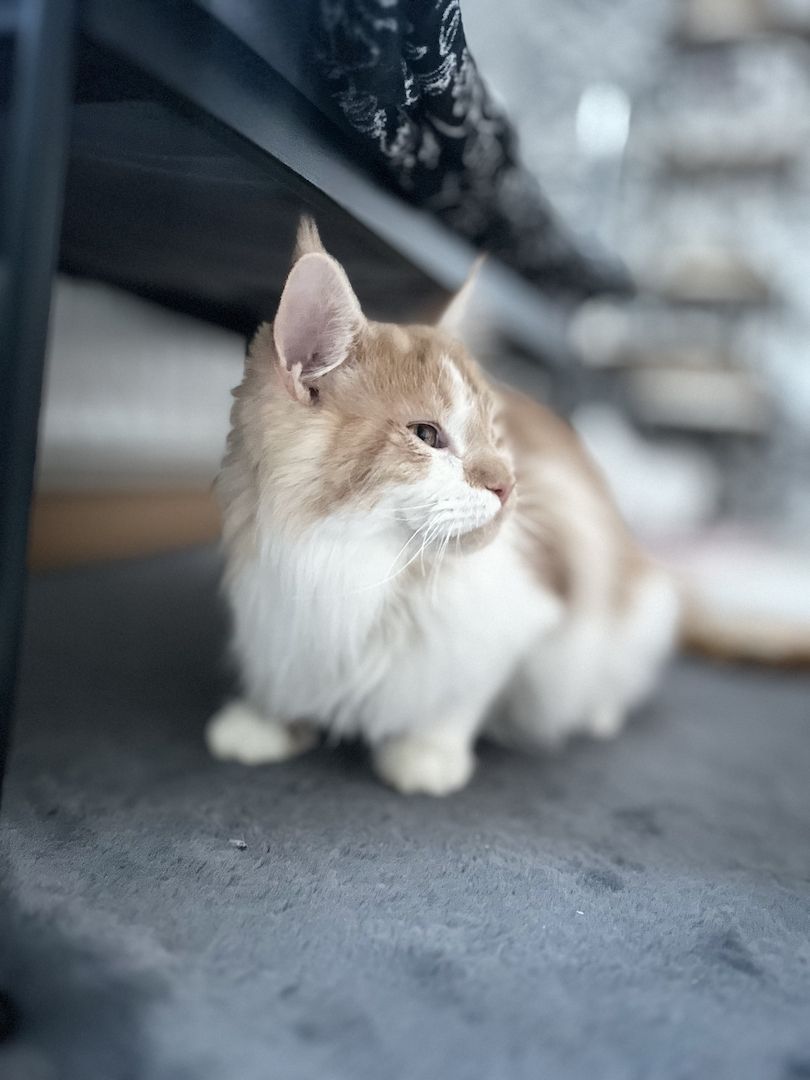 Katze u. Kater  Maine Coon