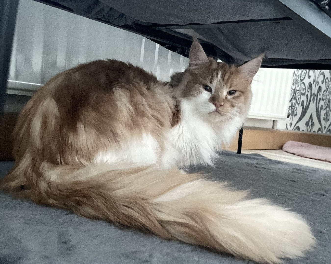 Katze u. Kater  Maine Coon
