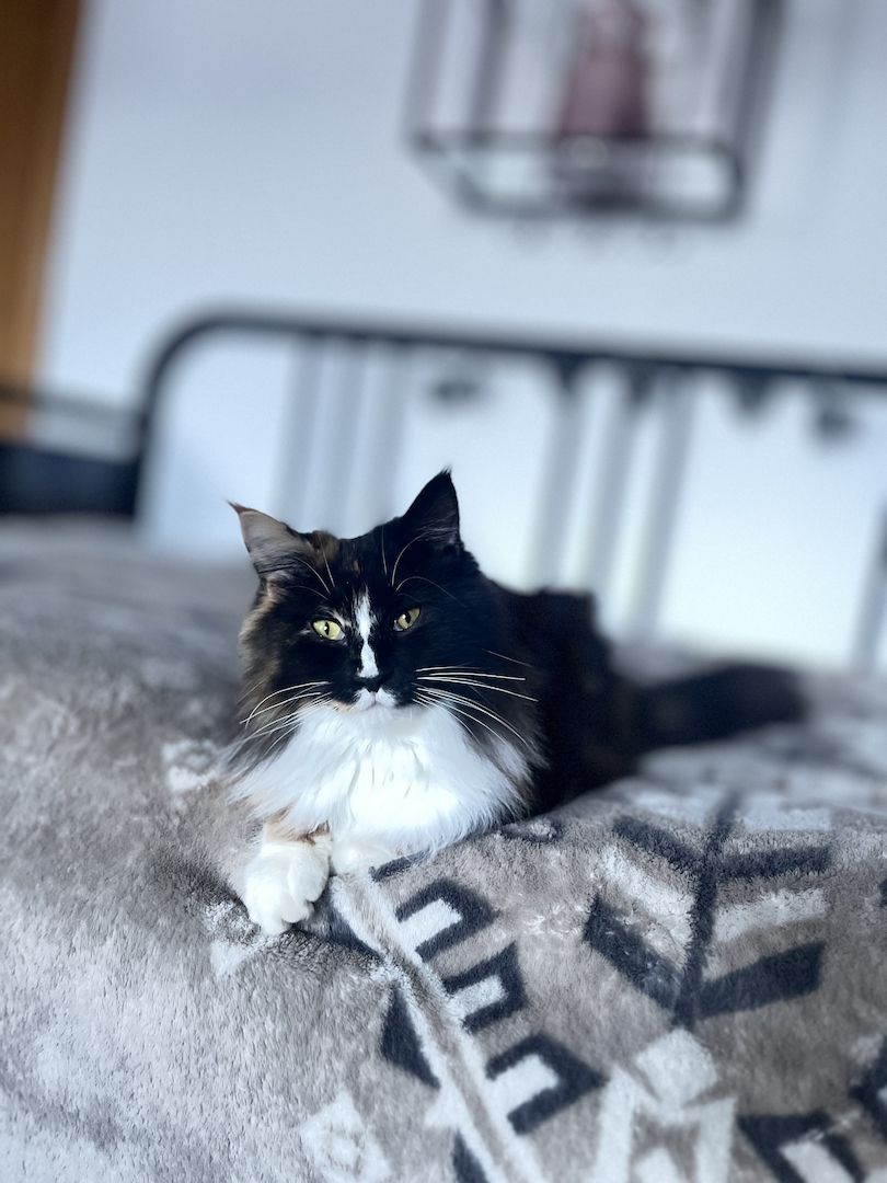 Katze u. Kater  Maine Coon