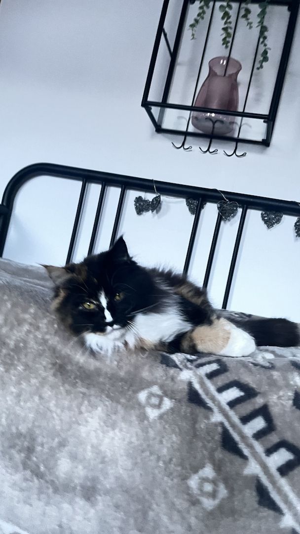 Katze u. Kater  Maine Coon