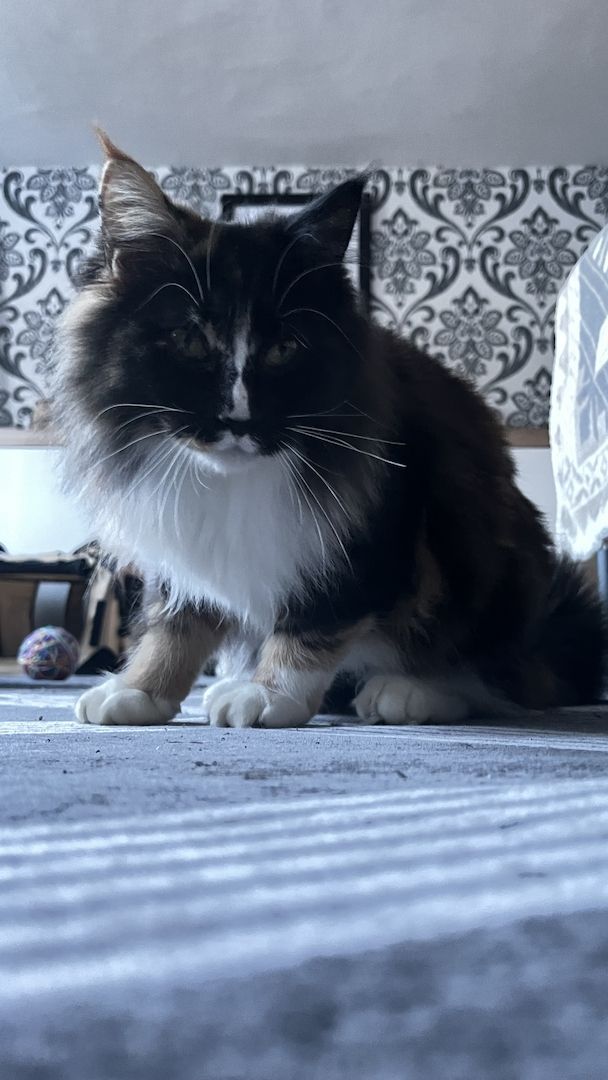 Katze u. Kater  Maine Coon