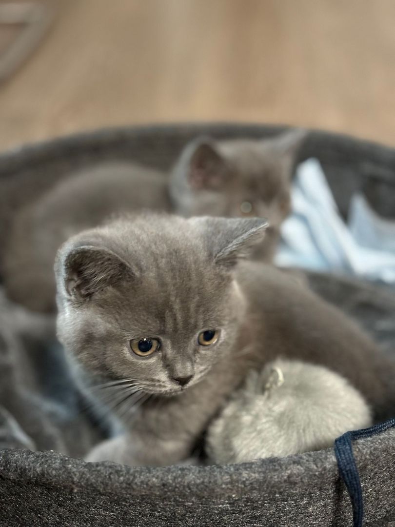 BKH Kitten Kater 3.Monate 