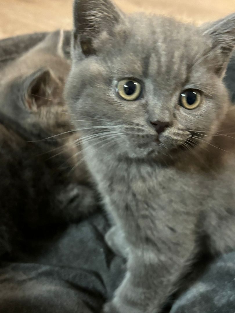 BKH Kitten Kater 3.Monate 