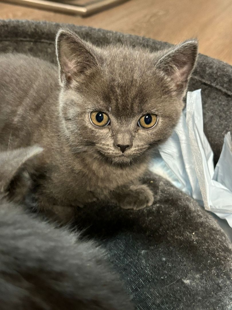 BKH Kitten Kater 3.Monate 