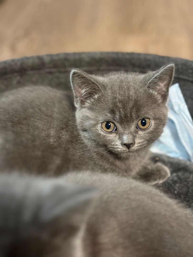 BKH Kitten Kater 3.Monate 