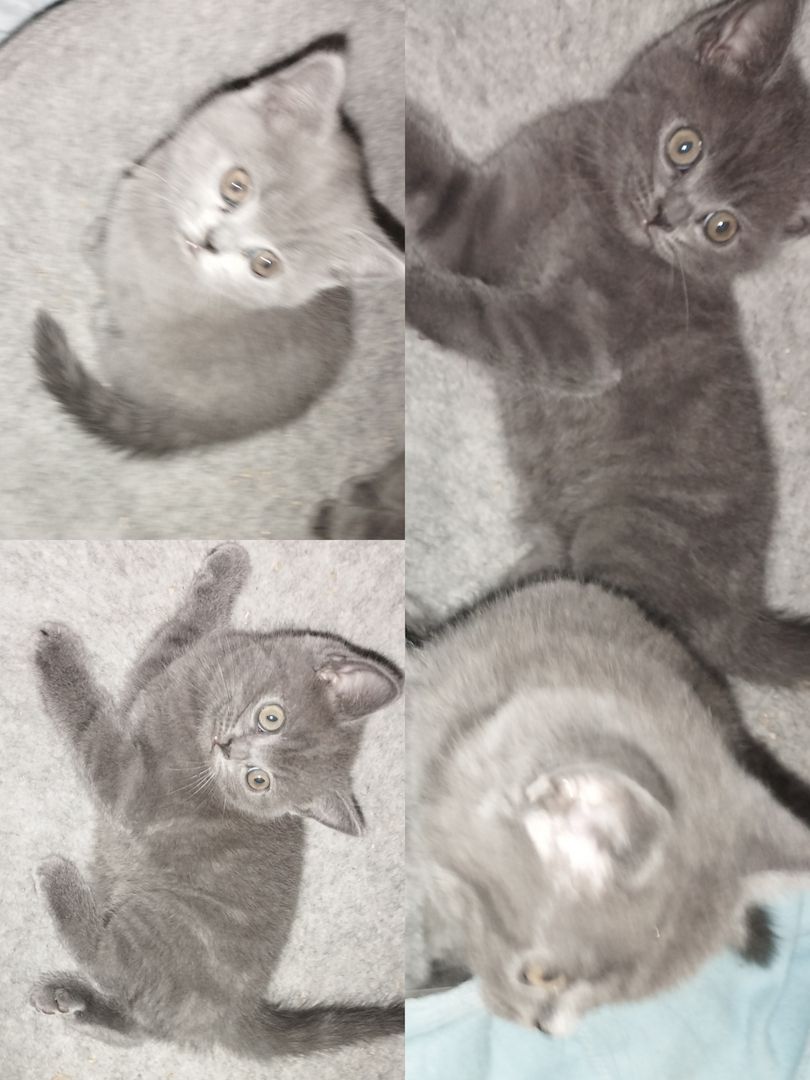 BKH Kitten Kater 3.Monate 