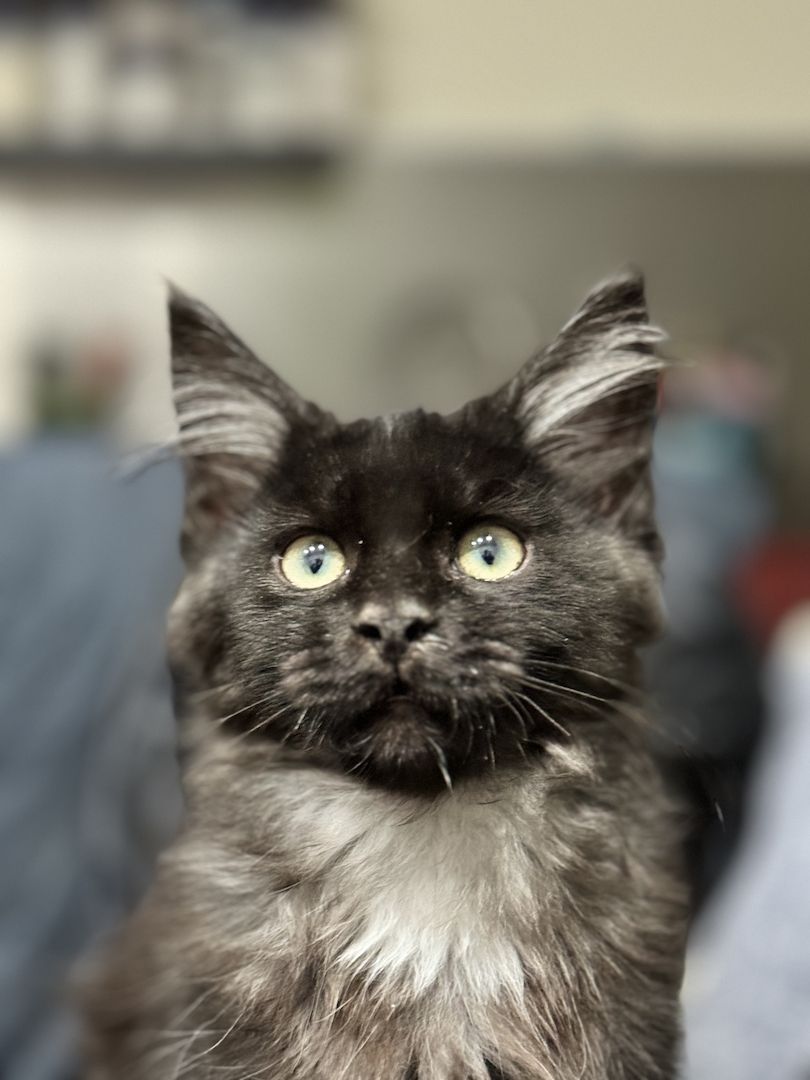 Odin - Mainecoon Kater - Black Smoke - 5 Monate jung Odin - Mainecoon Kater - Black Smoke - 5 Monate jung