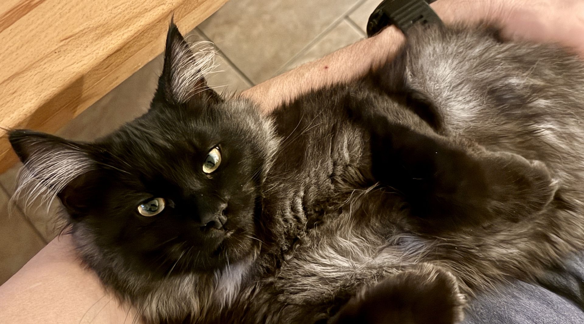 Odin - Mainecoon Kater - Black Smoke - 5 Monate jung Odin - Mainecoon Kater - Black Smoke - 5 Monate jung