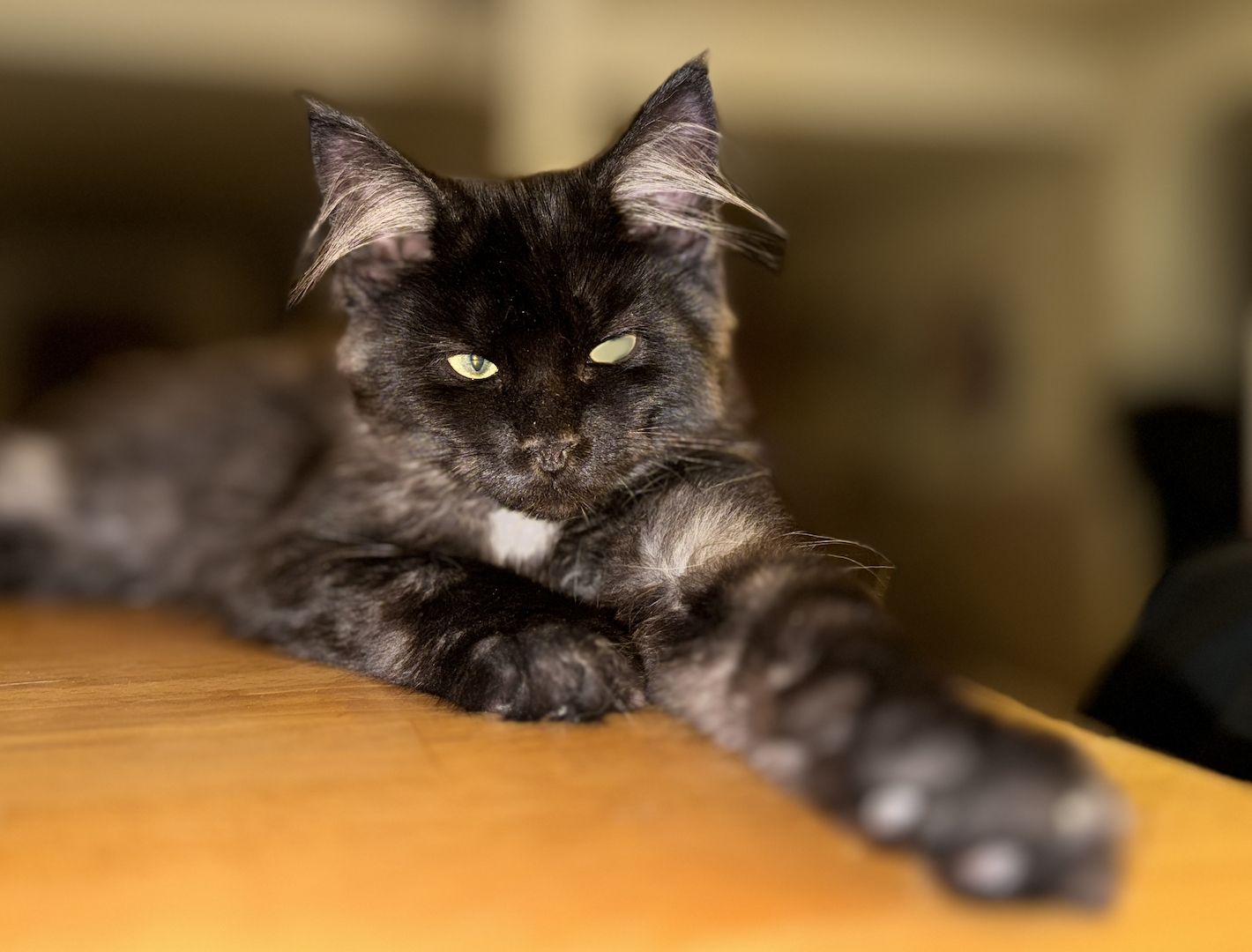 Odin - Mainecoon Kater - Black Smoke - 5 Monate jung Odin - Mainecoon Kater - Black Smoke - 5 Monate jung