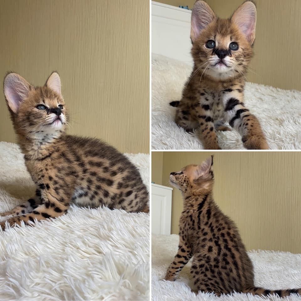 Savannah-Kätzchen verfügbar