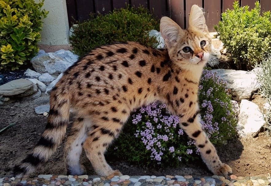 Savannah-Kätzchen verfügbar