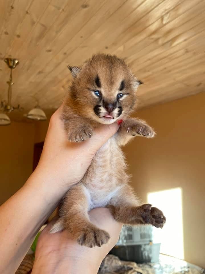 Savannah-Kätzchen verfügbar