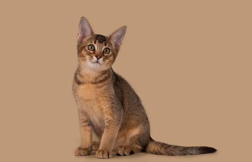 Savannah-Kätzchen verfügbar