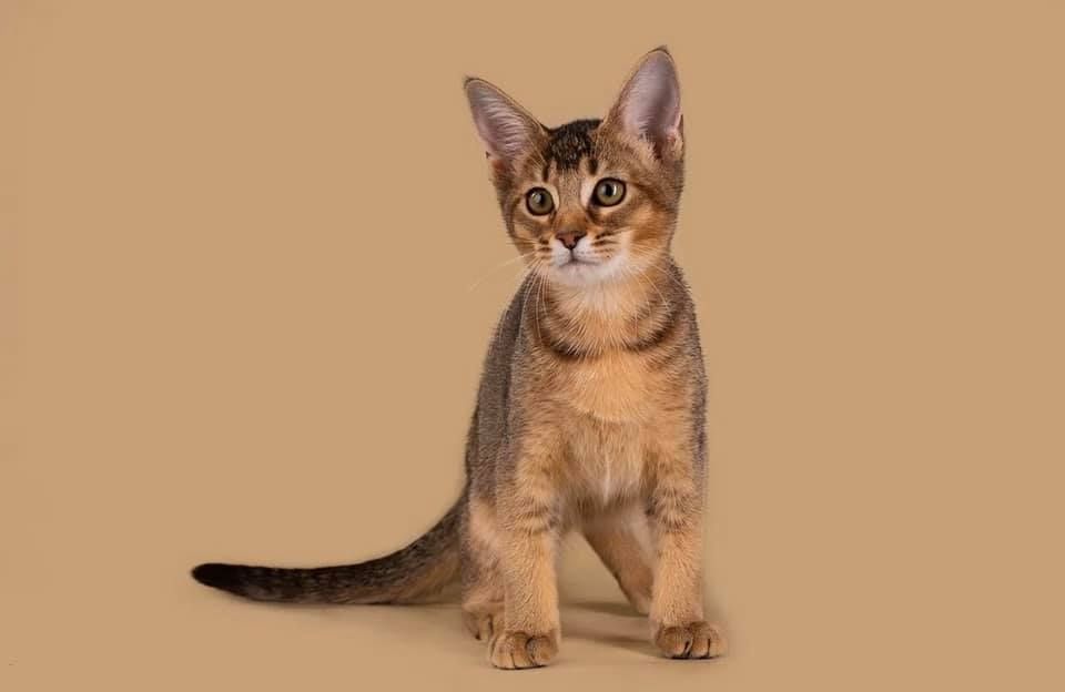 Savannah-Kätzchen verfügbar