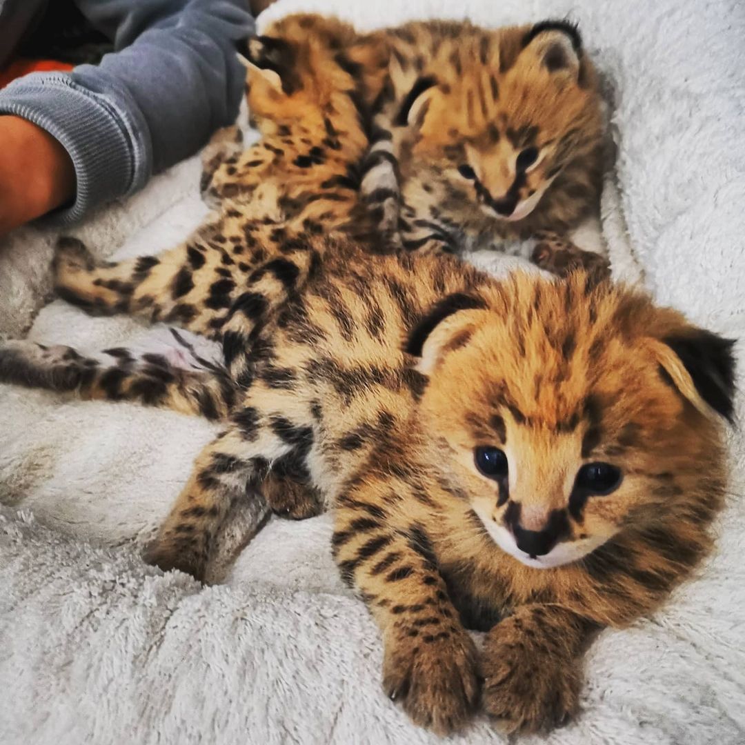 Savannah-Kätzchen verfügbar