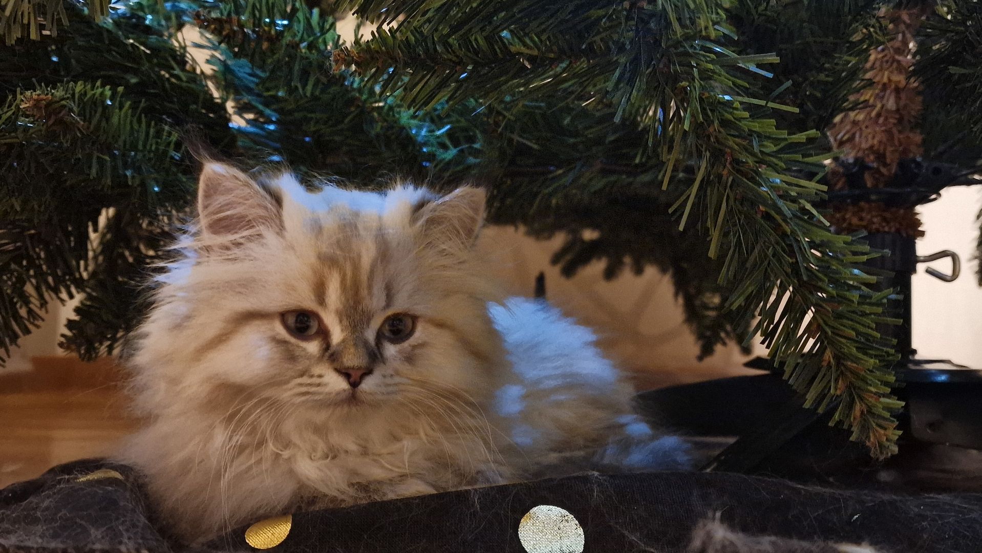 5 Reinrassige BLH Kitten / BKH Katzen blue