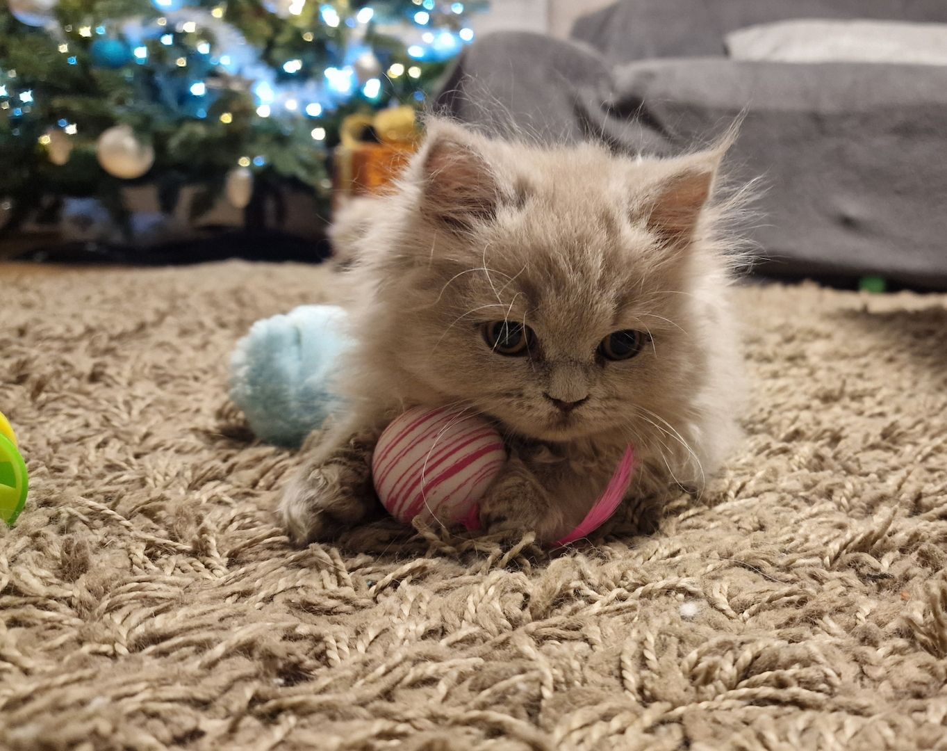 5 Reinrassige BLH Kitten / BKH Katzen blue