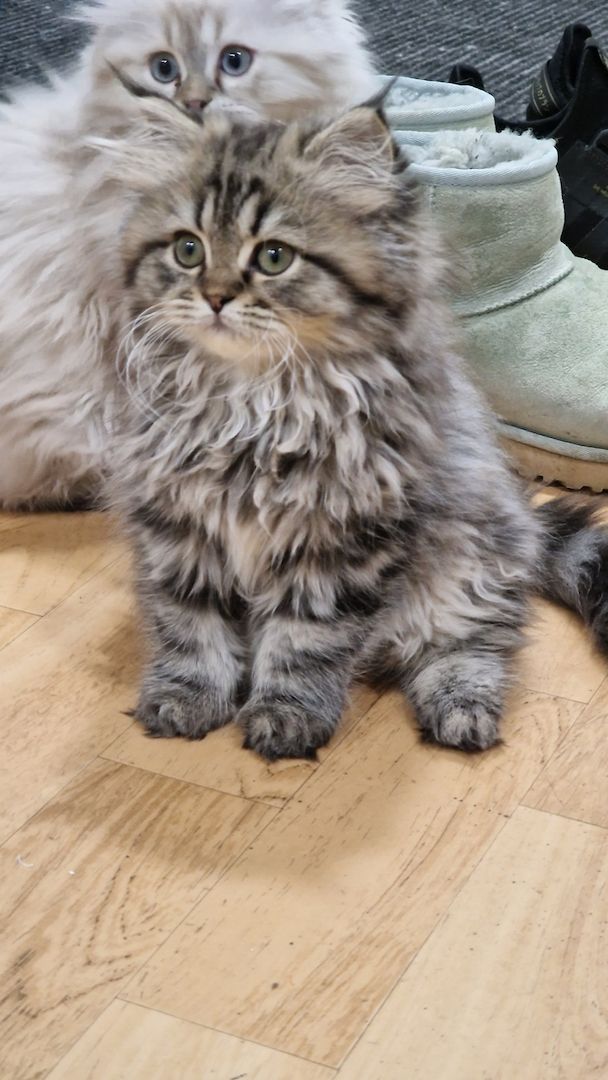 5 Reinrassige BLH Kitten / BKH Katzen blue