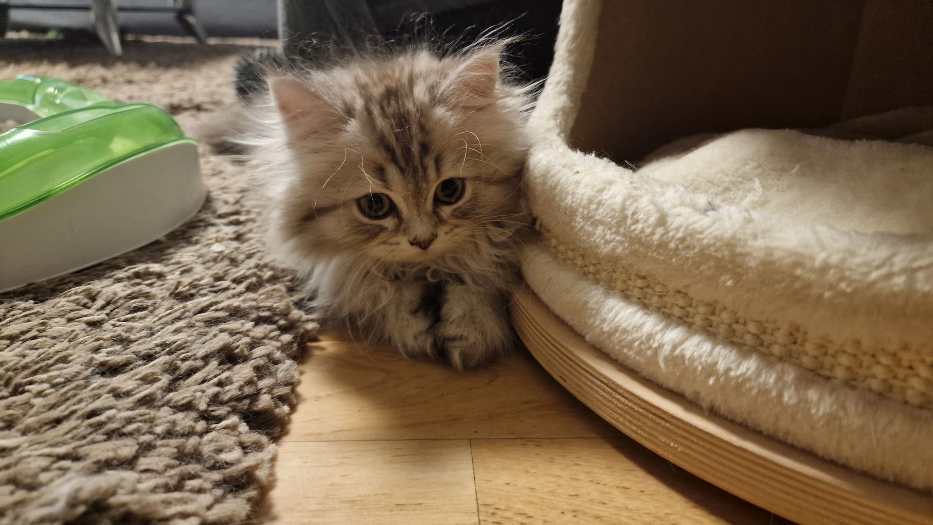 5 Reinrassige BLH Kitten / BKH Katzen blue