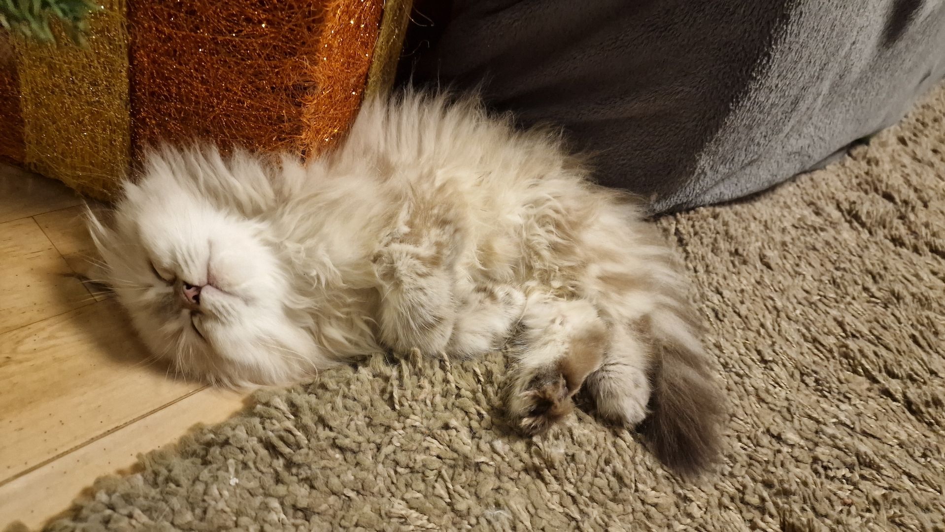 5 Reinrassige BLH Kitten / BKH Katzen blue