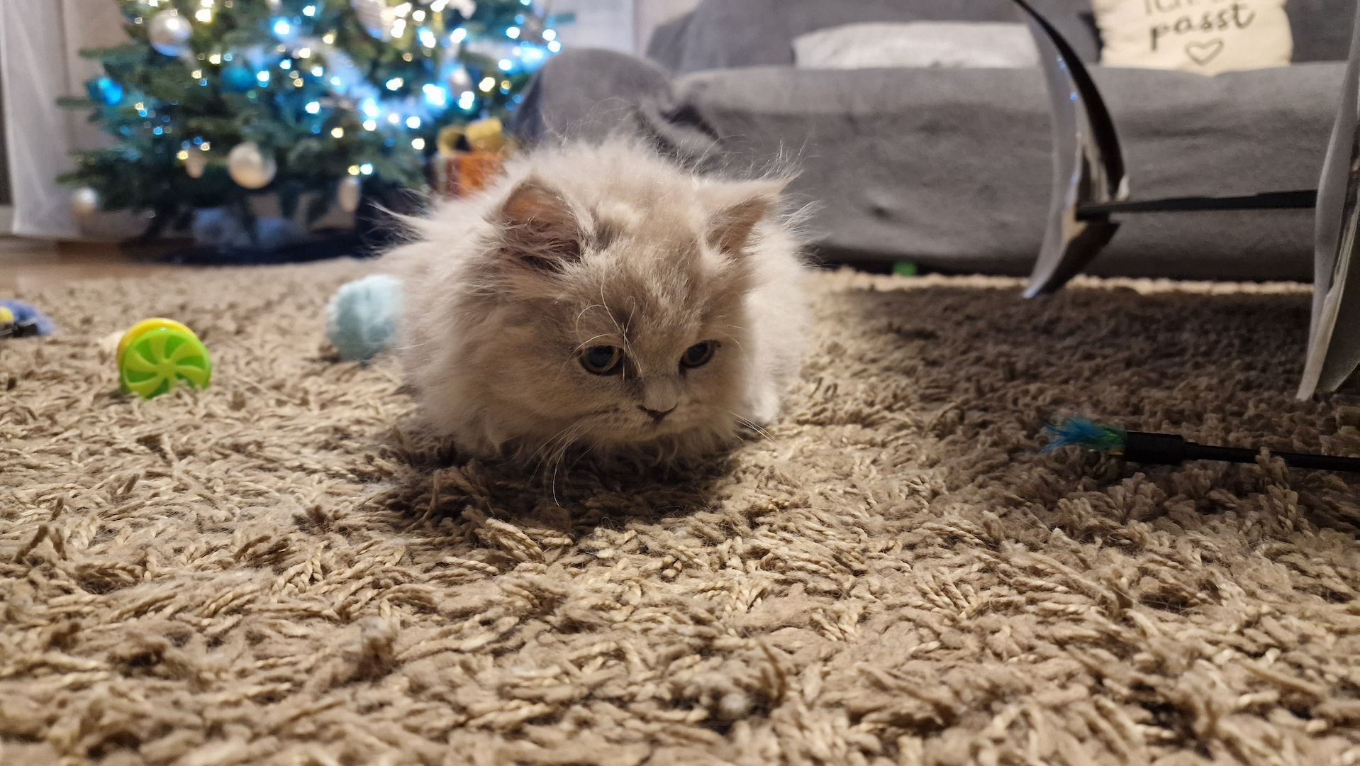 5 Reinrassige BLH Kitten / BKH Katzen blue